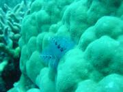 Diving/Great Barrier Reef 2001/Aquarius 3/DSC02238