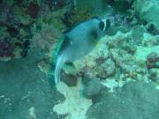 Diving/Great Barrier Reef 2001/Aquarius 3/DSC02241