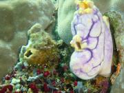 Diving/Great Barrier Reef 2001/Aquarius 3/DSC02247