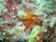 Diving/Great Barrier Reef 2001/Aquarius 3/DSC02252