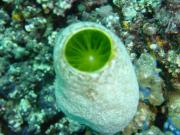 Diving/Great Barrier Reef 2001/Aquarius 3/DSC02254