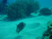 Diving/Great Barrier Reef 2001/Aquarius 3/DSC02276