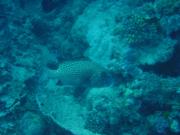 Diving/Great Barrier Reef 2001/Aquarius 3/DSC02277