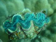 Diving/Great Barrier Reef 2001/Aquarius 3/DSC02279