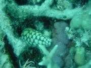 Diving/Great Barrier Reef 2001/Aquarius 3/DSC02289