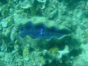 Diving/Great Barrier Reef 2001/Aquarius 3/DSC02290