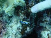Diving/Great Barrier Reef 2001/Aquarius 3/DSC02300