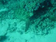 Diving/Great Barrier Reef 2001/Aquarius 3/DSC02301