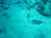 Diving/Great Barrier Reef 2001/Poseidon/DSC01777