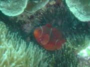 Diving/Great Barrier Reef 2001/Poseidon/DSC01781