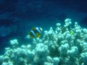 Diving/Great Barrier Reef 2001/Poseidon/DSC01783