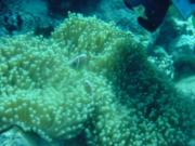Diving/Great Barrier Reef 2001/Poseidon/DSC01807