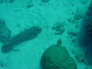 Diving/Great Barrier Reef 2001/Poseidon/DSC01814