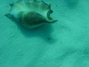 Diving/Great Barrier Reef 2001/Poseidon/DSC01819