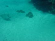 Diving/Great Barrier Reef 2001/Poseidon/DSC01822