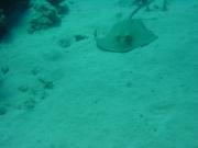 Diving/Great Barrier Reef 2001/Poseidon/DSC01824