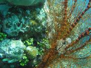 Diving/Great Barrier Reef 2004/3_PB110081