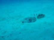 Diving/Great Barrier Reef 2004/DSC02468