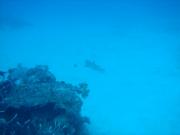 Diving/Great Barrier Reef 2004/DSC02492