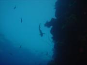 Diving/Great Barrier Reef 2004/DSC02499