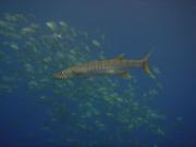Diving/Great Barrier Reef 2004/DSC02543