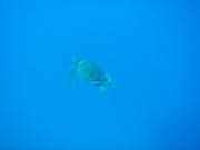 Diving/Great Barrier Reef 2004/DSC02570