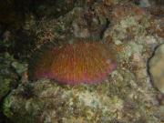 Diving/Great Barrier Reef 2004/DSC02607