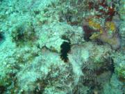 Diving/Great Barrier Reef 2004/DSC02632