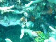 Diving/Great Barrier Reef 2004/DSC02648
