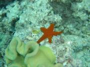 Diving/Great Barrier Reef 2004/DSC02669