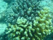 Diving/Great Barrier Reef 2004/DSC02672