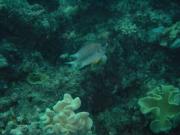 Diving/Great Barrier Reef 2004/DSC06142