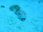 Diving/Great Barrier Reef 2004/PB090074