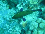 Diving/Great Barrier Reef 2004/PB090099