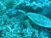 Diving/Great Barrier Reef 2004/PB090108