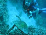 Diving/Great Barrier Reef 2004/PB090114