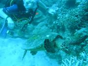 Diving/Great Barrier Reef 2004/PB090116
