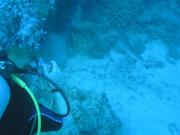 Diving/Great Barrier Reef 2004/PB100003