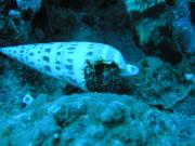 Diving/Great Barrier Reef 2004/PB100009