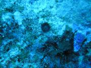 Diving/Great Barrier Reef 2004/PB100010