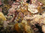Diving/Great Barrier Reef 2004/PB100014