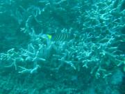 Diving/Great Barrier Reef 2004/PB100019b