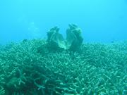 Diving/Great Barrier Reef 2004/PB100026