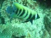 Diving/Great Barrier Reef 2004/PB100030