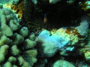 Diving/Great Barrier Reef 2004/PB100032