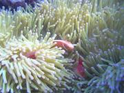 Diving/Great Barrier Reef 2004/PB100032b