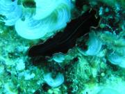Diving/Great Barrier Reef 2004/PB100032c