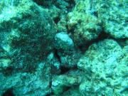Diving/Great Barrier Reef 2004/PB100037