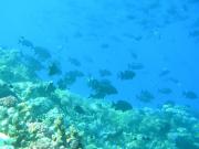 Diving/Great Barrier Reef 2004/PB100038