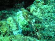 Diving/Great Barrier Reef 2004/PB100039